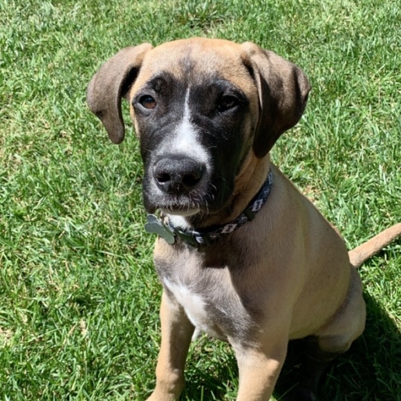 Meet your Posher, Grace - Picture 1 of 1